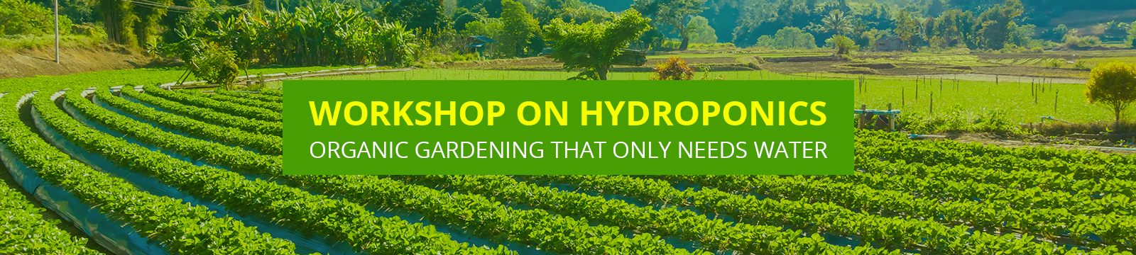 Workshop on Hydroponics – Organic Gardening That Only Needs Water
