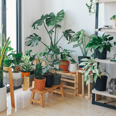 Indoor Plants