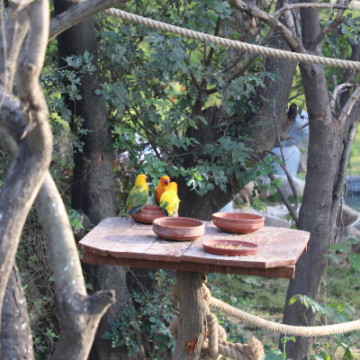 Parrots in Chandigarh Bird Park 
