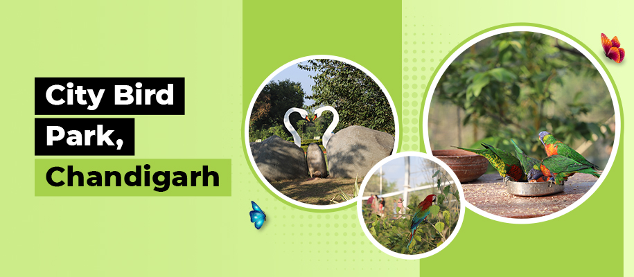 Chandigarh Bird Park – Another Feather in The City Beautiful’s Mighty Hat