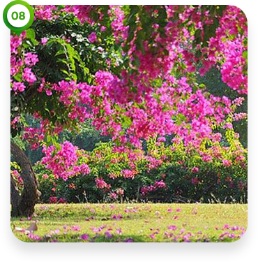 Garden-of-Springs