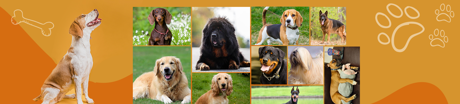 Register your Pitbulls & Rottweilers by Oct 31 or face penalty in Panchkula