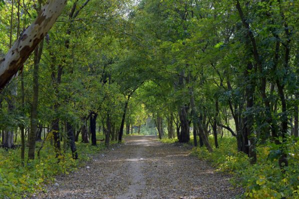 Kansal Forests - Sukhna Wildlife Sanctuary