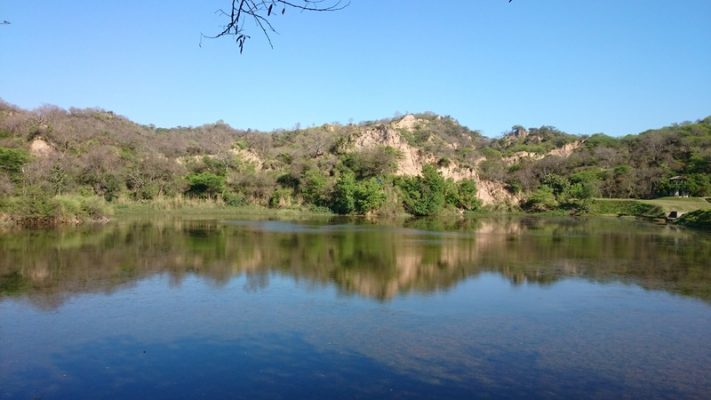 Kansal Forests