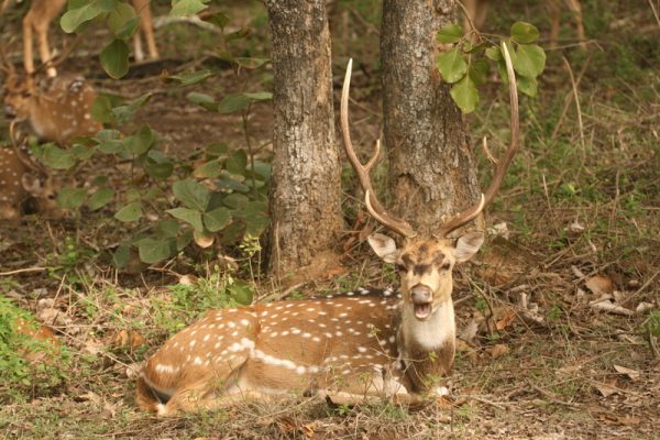 Sukhna Wildlife Sanctuary