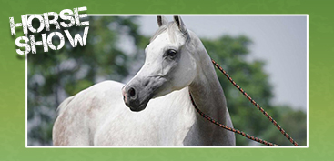 Chandigarh Horse Show