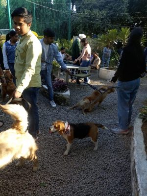 Pet party organised by Petsfamilia