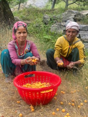 Two ladies collecting raw products for Kinnauri Essentials