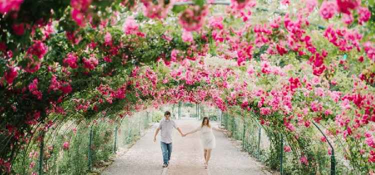 Zakir Hussain Rose Garden