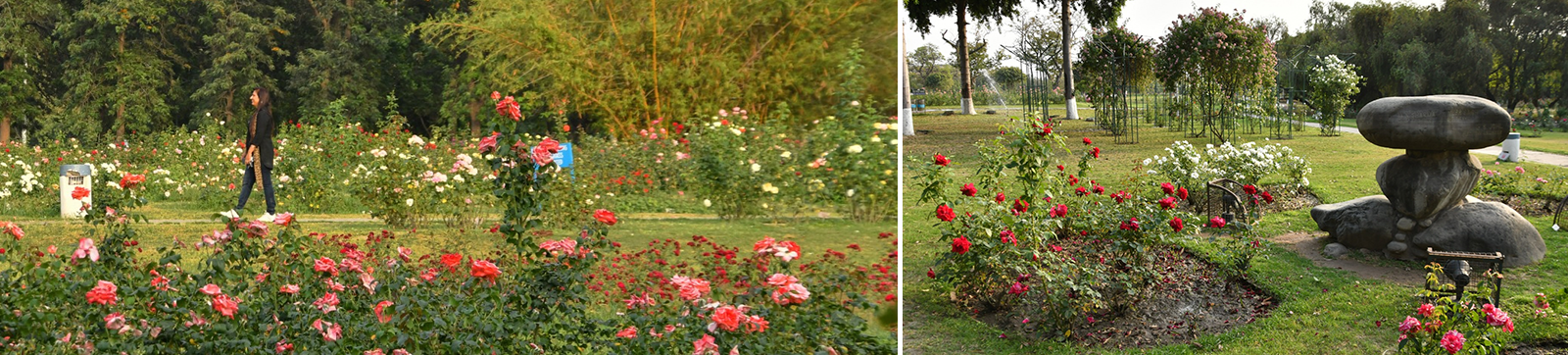 Chandigarh’s Rose Garden, the Mecca of Nature’s Bounty