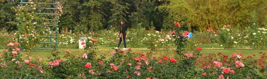 The Zakir Rose Garden- Chandigarh