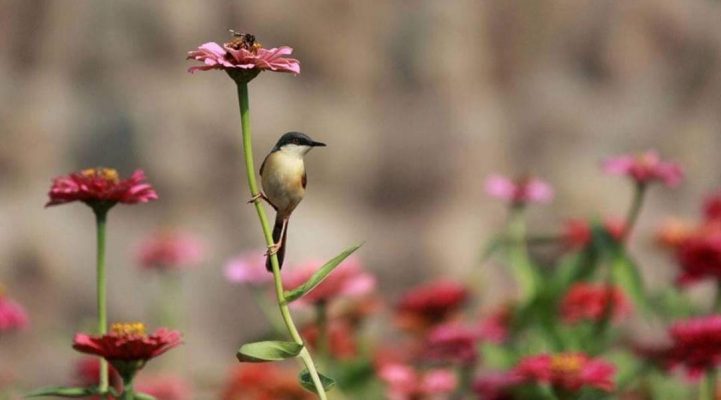 Chandigarh Bird Park