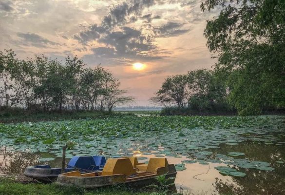 Spring In Chandigarh