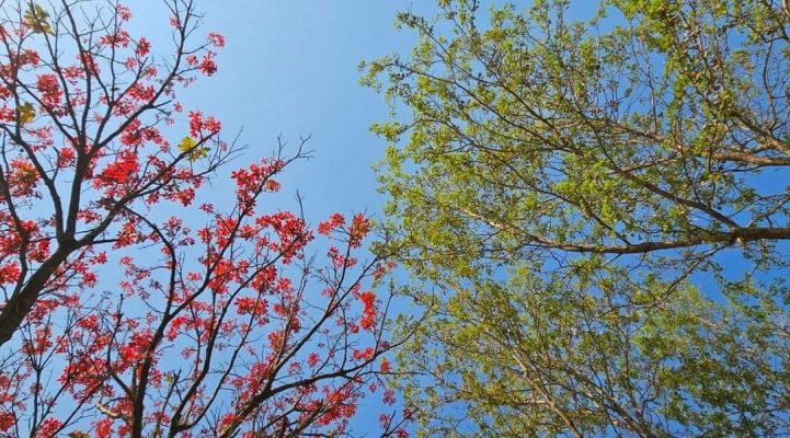 Punjab University campus in spring