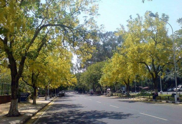 Amaltas trees lining many Chandigarh roads 