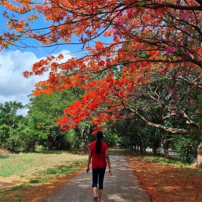 Gulmohar trees in spring in Chandigarh