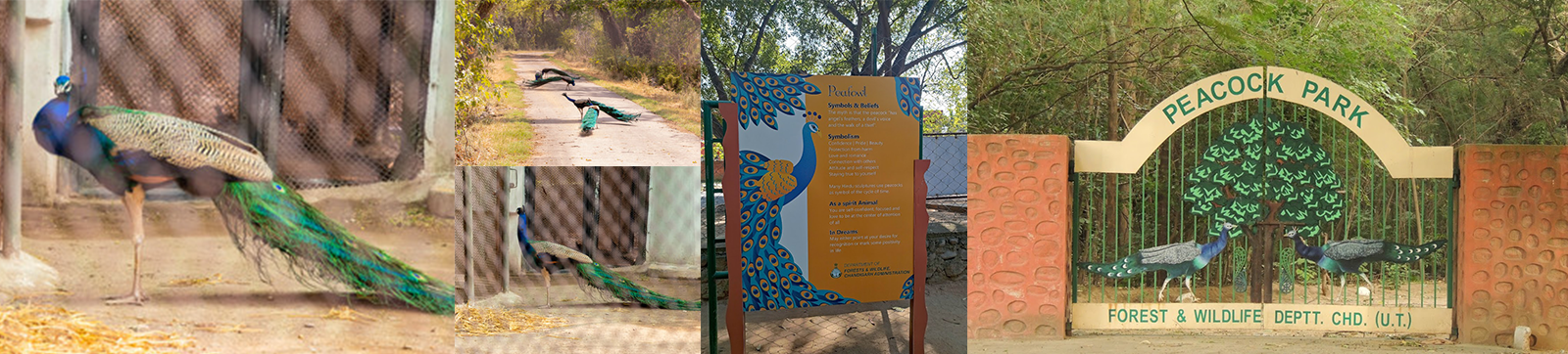 Peacock Park in Chandigarh: A Serene Oasis Where They Like to be Left Alone