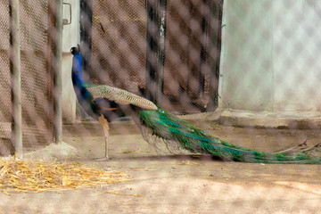 Peacock Park chandigarh