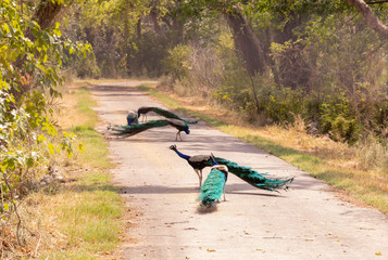 Peacock Park