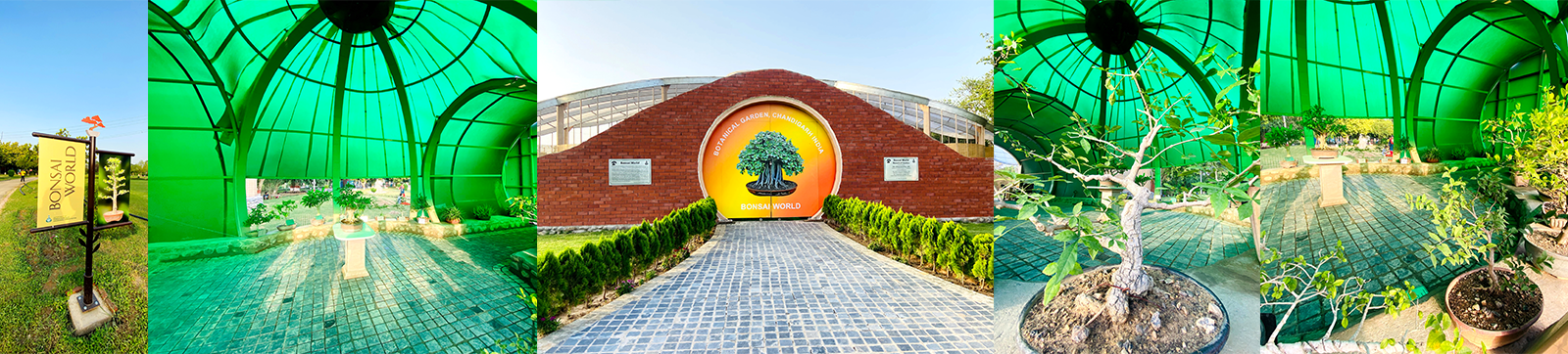 Miniature Wonders: Bonsai World Opens its Doors in Chandigarh Botanical Garden