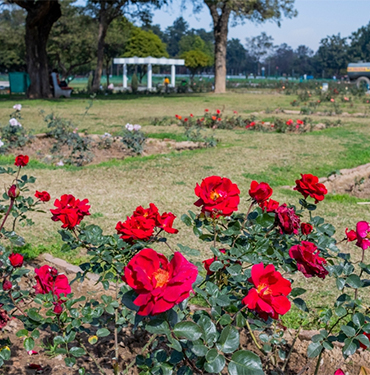 Zakir Hussain Rose Garden Chandigarh